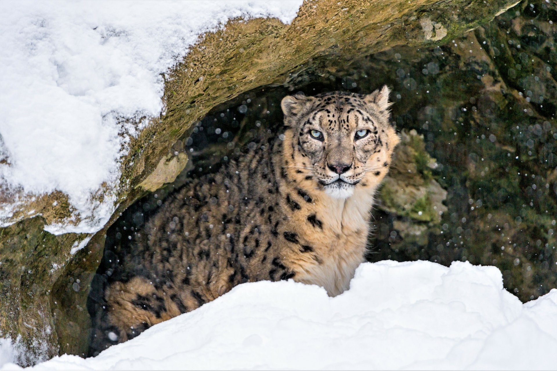 Download Snow Winter Cave Animal Snow Leopard 4k Ultra HD Wallpaper