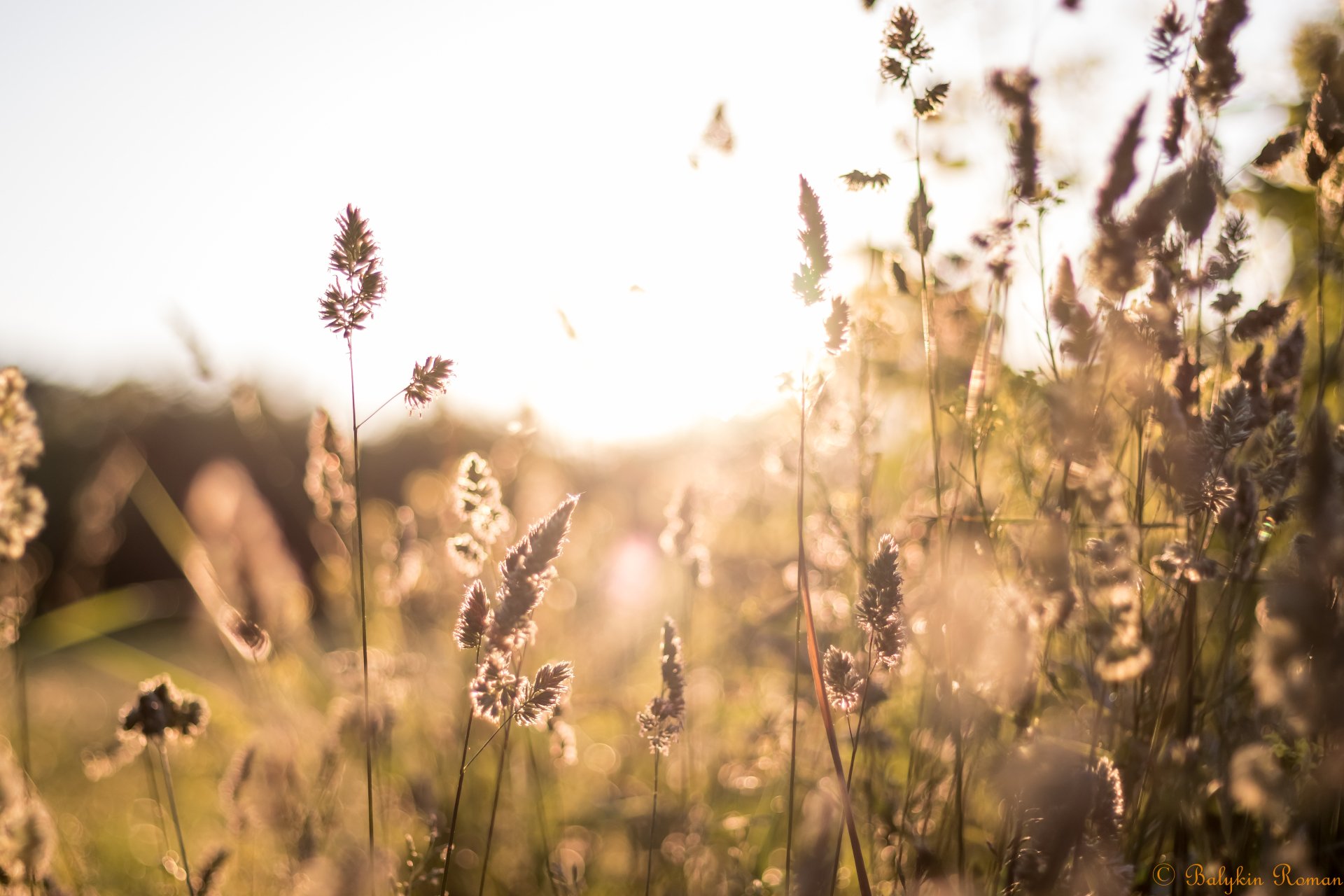 Download Nature Grass 4k Ultra HD Wallpaper by Vergilius