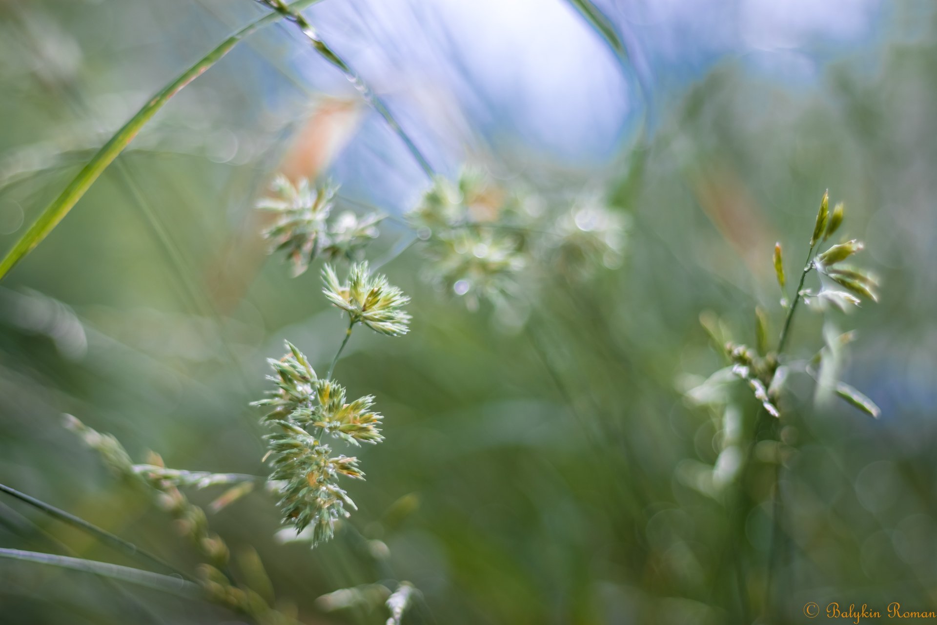 Download Nature Grass 4k Ultra HD Wallpaper by Vergilius