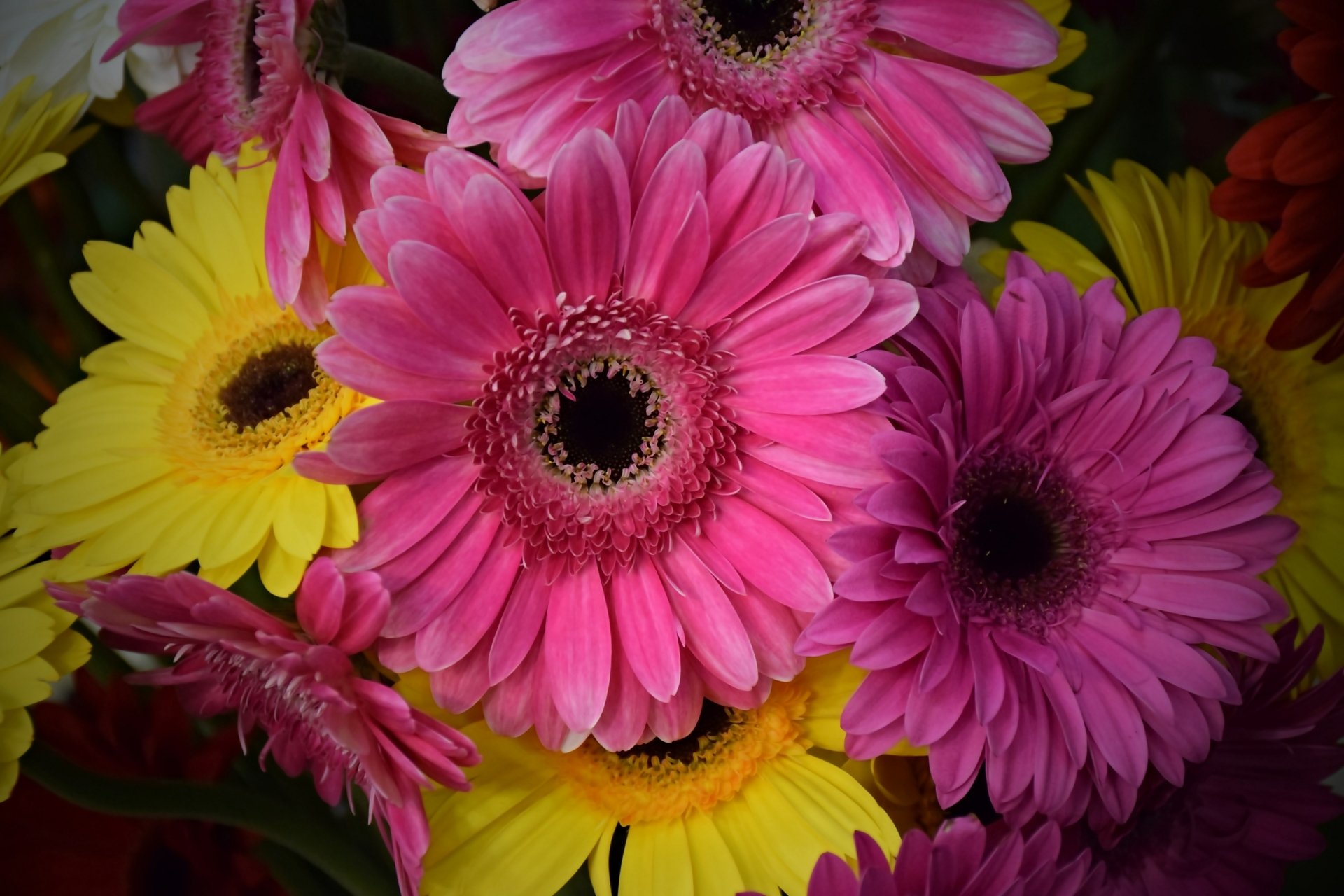 Pink and Yellow Gerberas 5k Retina Ultra HD Wallpaper