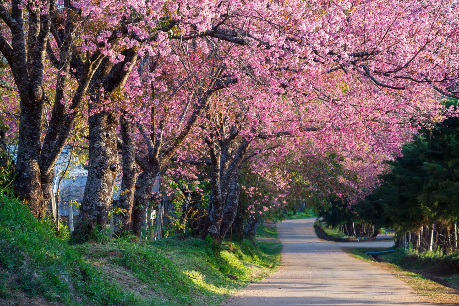Cherry Blossom Trees 5k Retina Ultra Hd Wallpaper Background Image