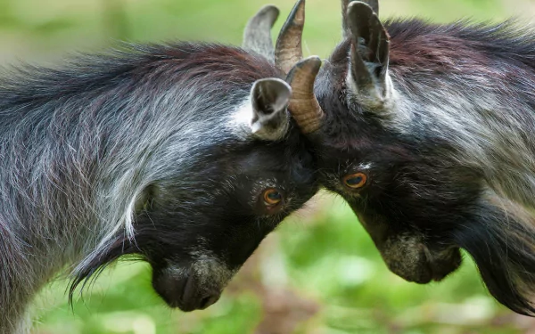  Pygmy Goats