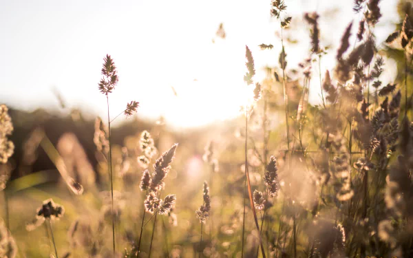 nature grass HD Desktop Wallpaper | Background Image
