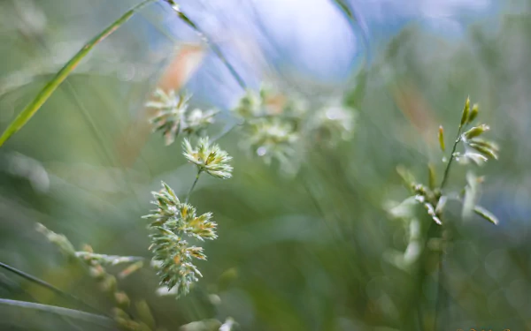 nature grass HD Desktop Wallpaper | Background Image