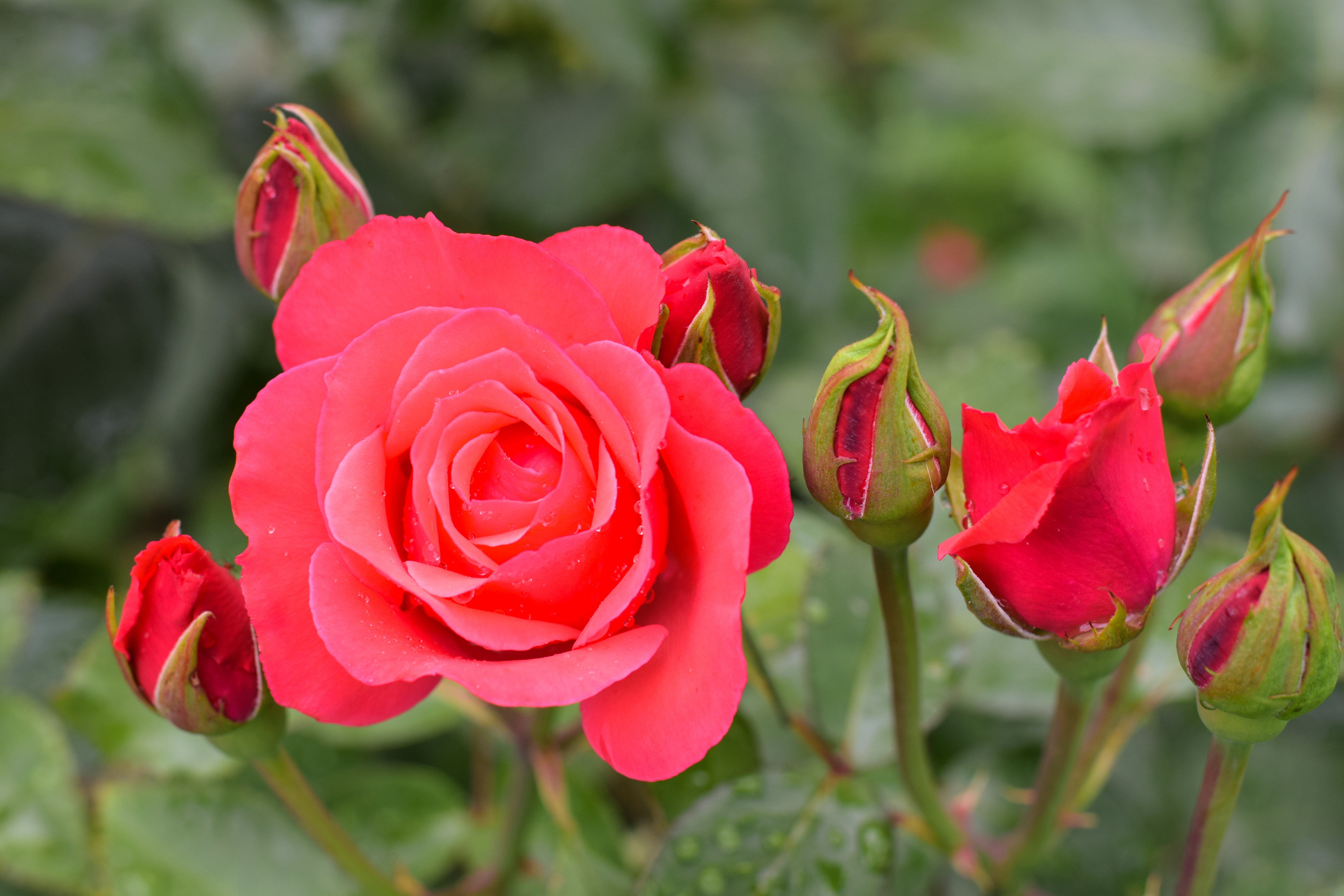 Download Pink Flower Close-up Flower Nature Rose 4k Ultra HD Wallpaper