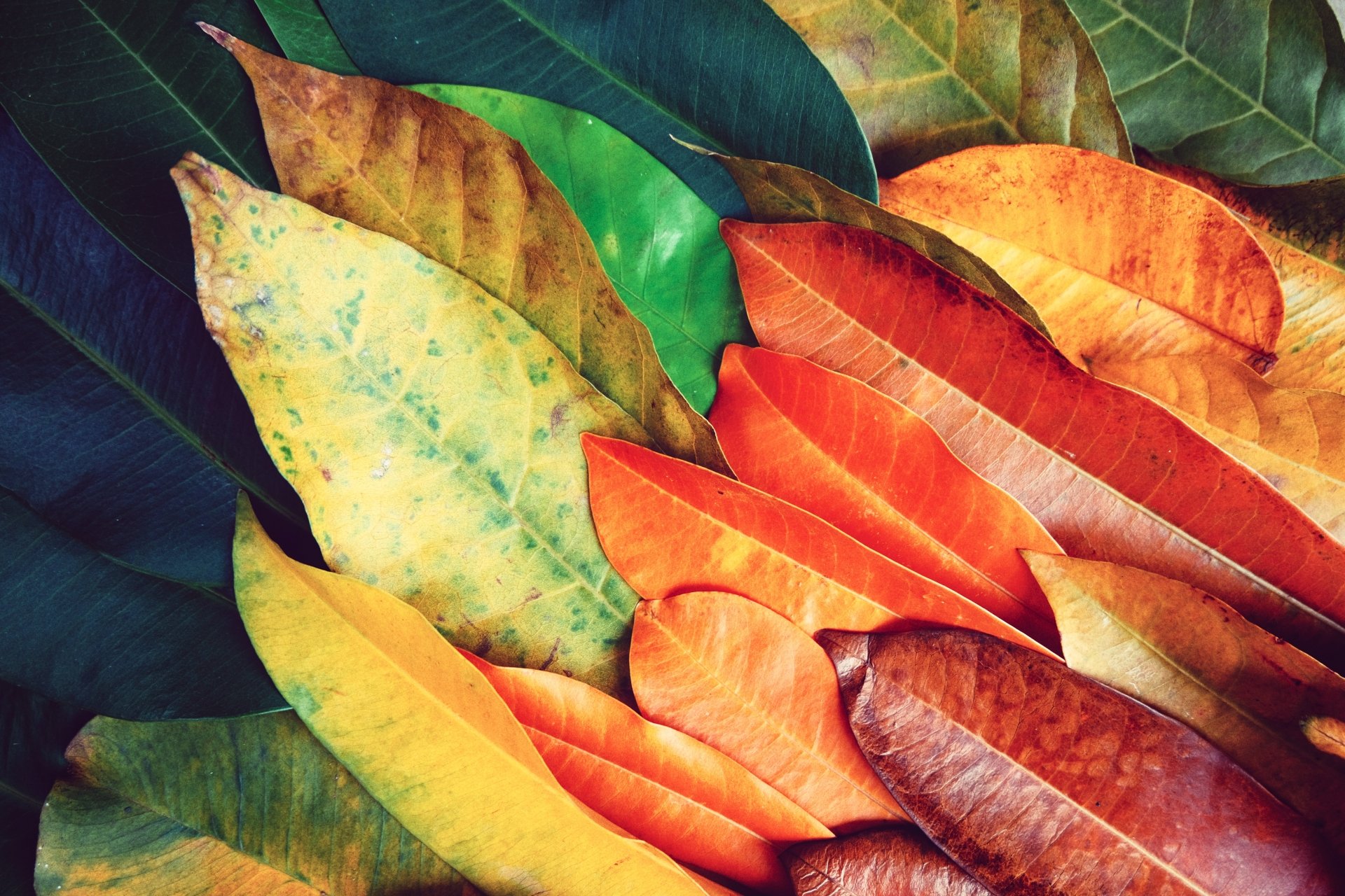 5K Ultra HD PC desktop wallpaper and background — nature leaf close-up of overlapping colorful leaves in green, yellow, orange and red.