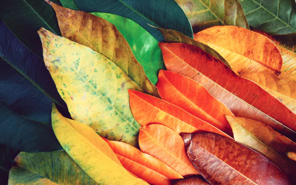 5K Ultra HD PC desktop wallpaper and background — nature leaf close-up of overlapping colorful leaves in green, yellow, orange and red.