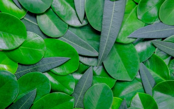 Earth Leaf Nature Greenery HD Wallpaper | Background Image