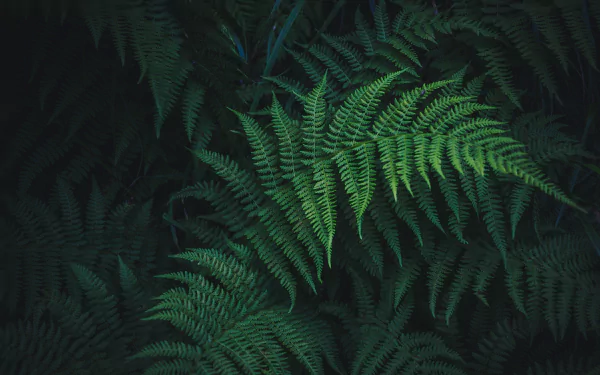 greenery nature fern HD Desktop Wallpaper | Background Image