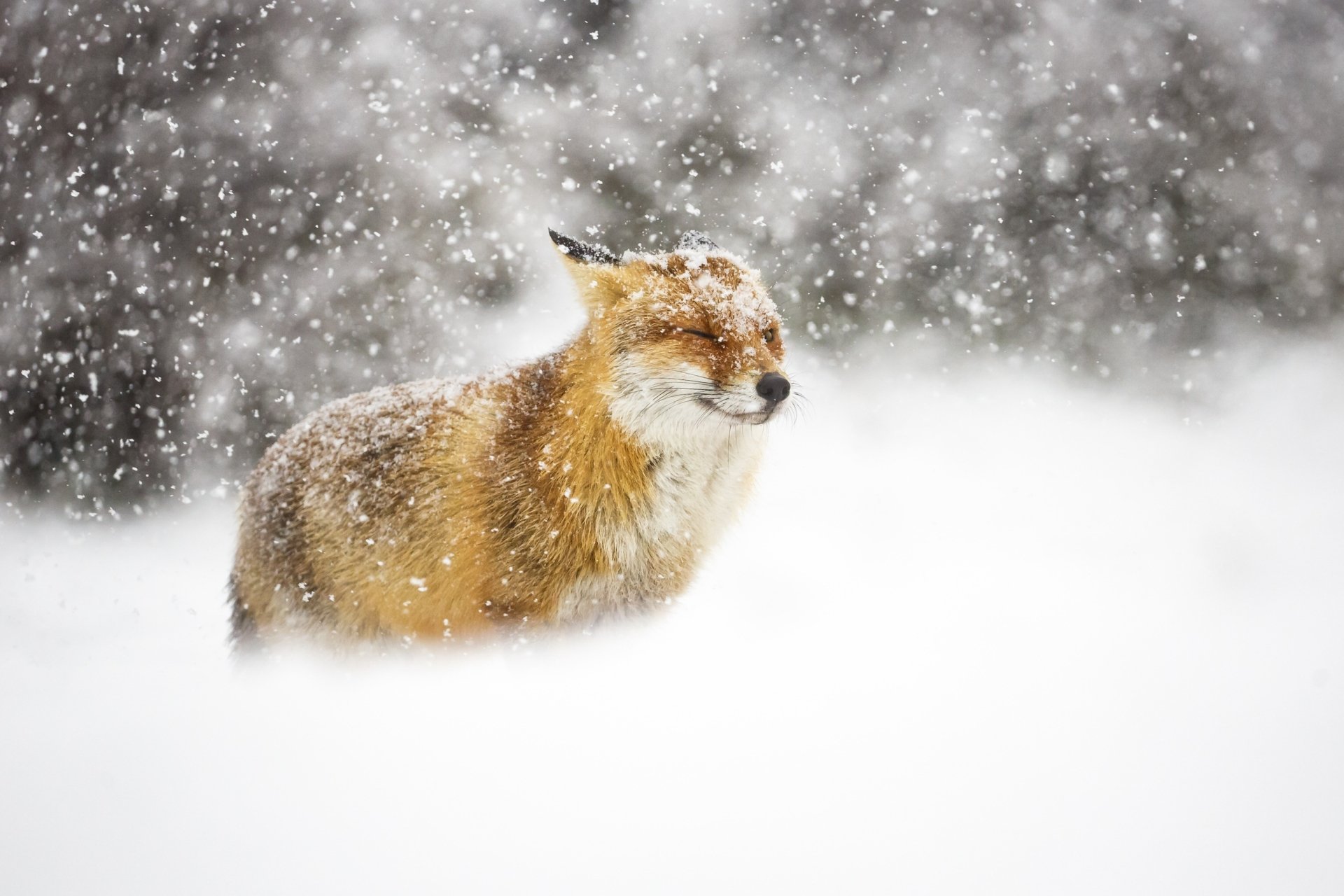 A fox stands calmly in heavy snowfall amidst a winter landscape, captured in a crisp HD desktop wallpaper.