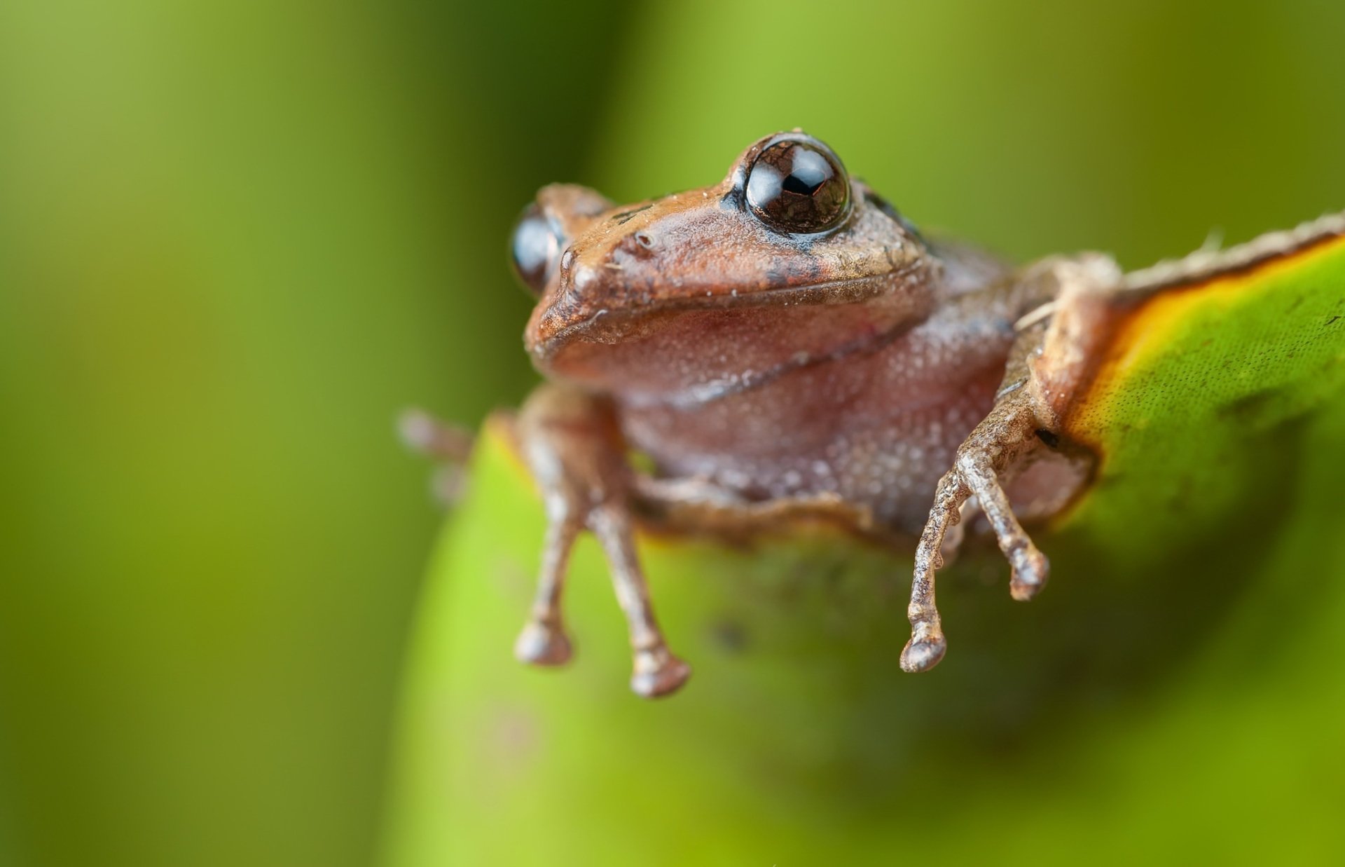 Macro close-up of a small brown frog perched on a green leaf with soft bokeh background — amphibian animal; HD PC desktop wallpaper and background.