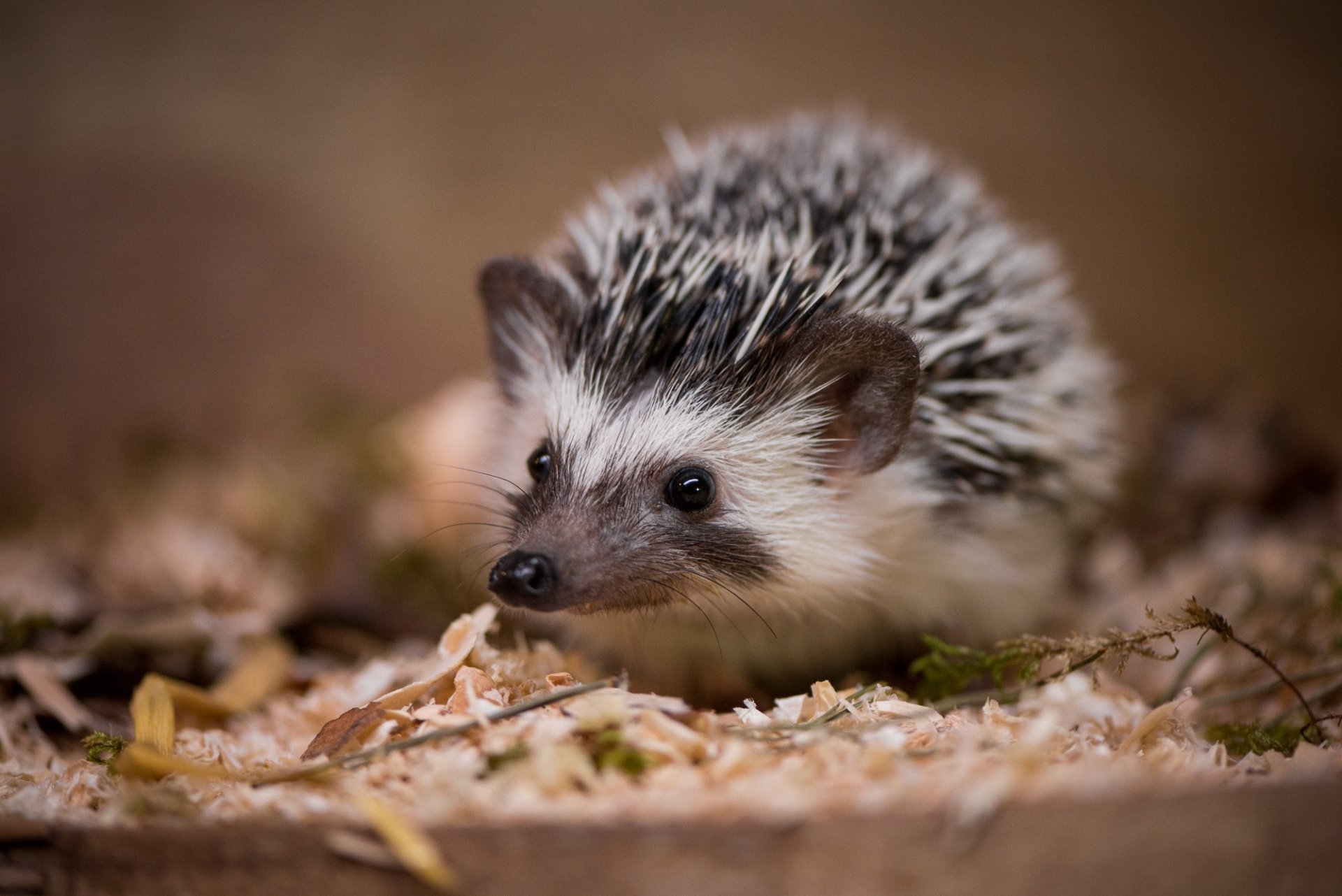 HD desktop wallpaper featuring a close-up of a small hedgehog nestled among dry leaves and wood shavings.