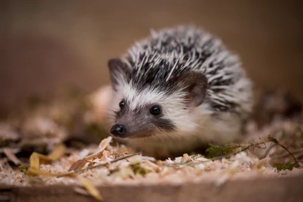 HD desktop wallpaper featuring a close-up of a small hedgehog nestled among dry leaves and wood shavings.