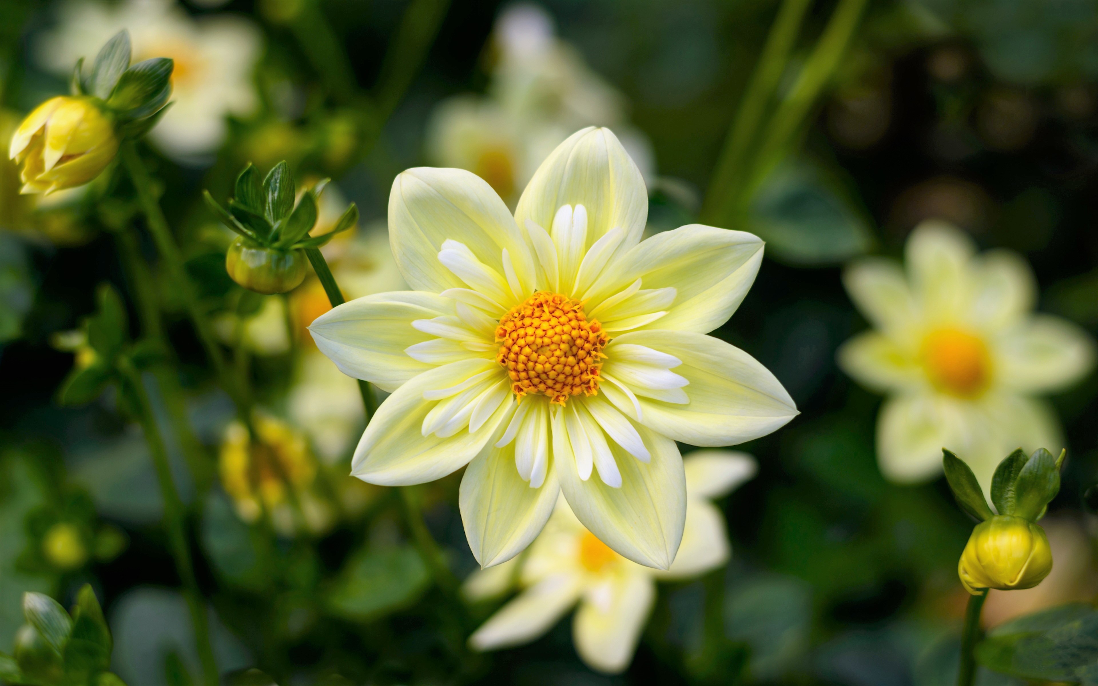 360+ 4K White Flower Wallpapers | Background Images