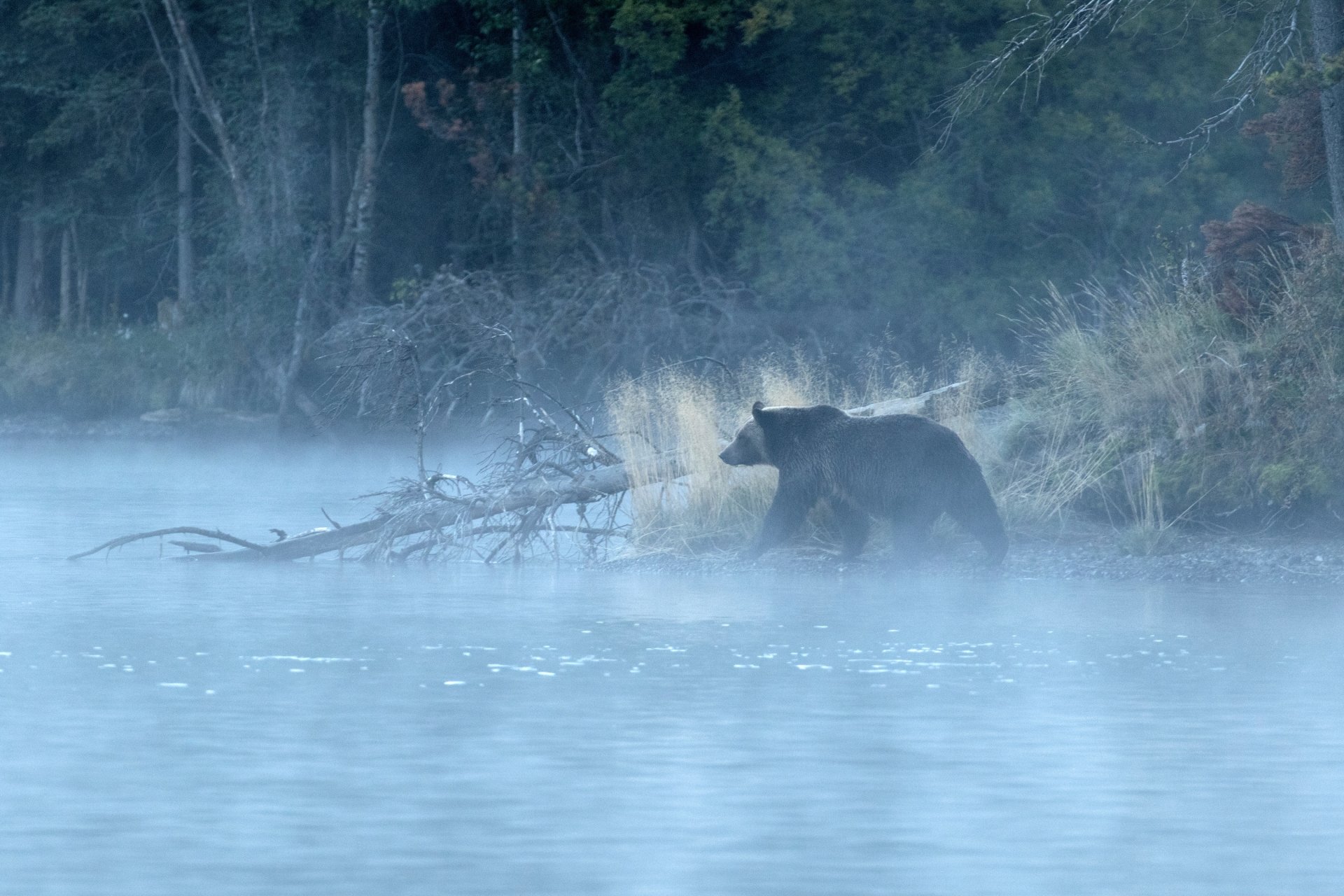 HD desktop wallpaper featuring a bear walking through a misty lakeside forest, capturing a serene and natural wildlife scene.