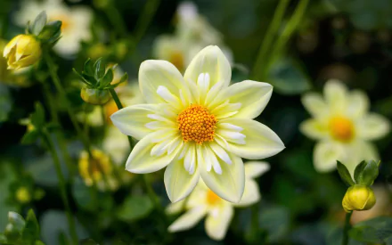 A close-up of a white flower with a yellow center surrounded by buds and greenery, captured in 4K Ultra HD for a nature-themed PC desktop wallpaper.
