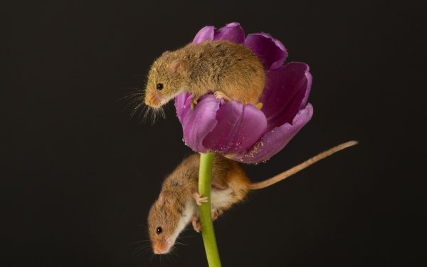 Animal Mouse Rodent Tulip HD Wallpaper | Background Image