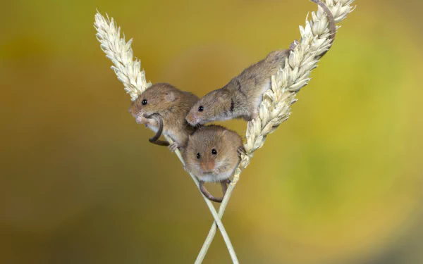 A high-resolution 4K Ultra HD image of three small mice perched on stalks of wheat against a soft, blurred background.