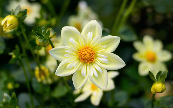 A close-up of a white flower with a yellow center surrounded by buds and greenery, captured in 4K Ultra HD for a nature-themed PC desktop wallpaper.