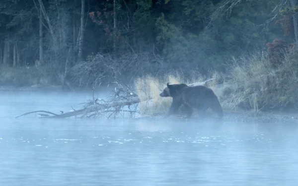 HD desktop wallpaper featuring a bear walking through a misty lakeside forest, capturing a serene and natural wildlife scene.