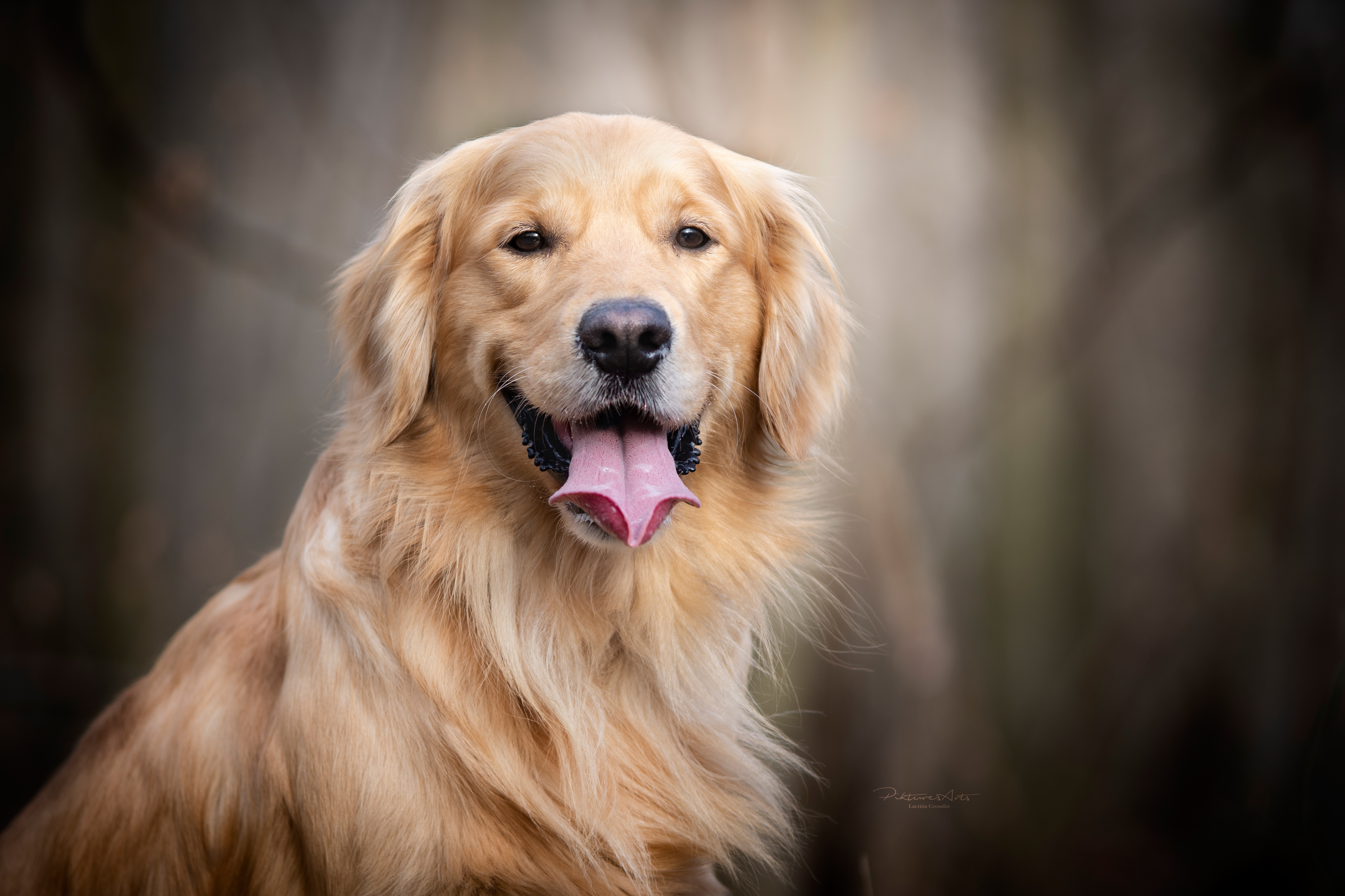 Golden Retriever Dog 8K Wallpaper  HD Wallpapers