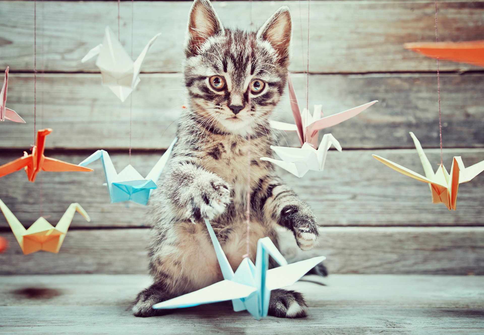 Download Origami Animal Cat HD Wallpaper