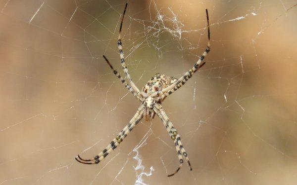 Animal Spider Spiders Arachnid Spider Web Close-Up HD Wallpaper | Background Image