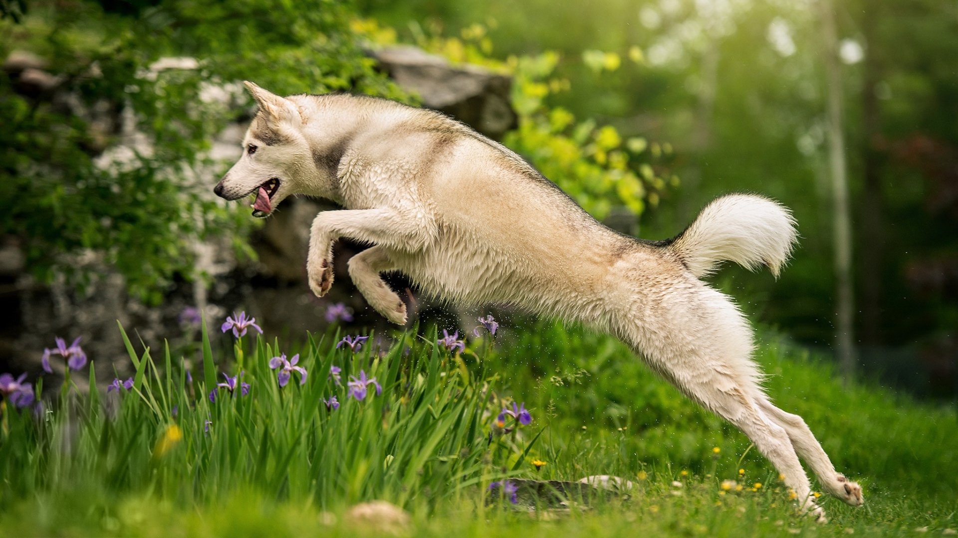 HD desktop wallpaper of a wolfdog jumping over purple flowers in a lush, green outdoor setting.