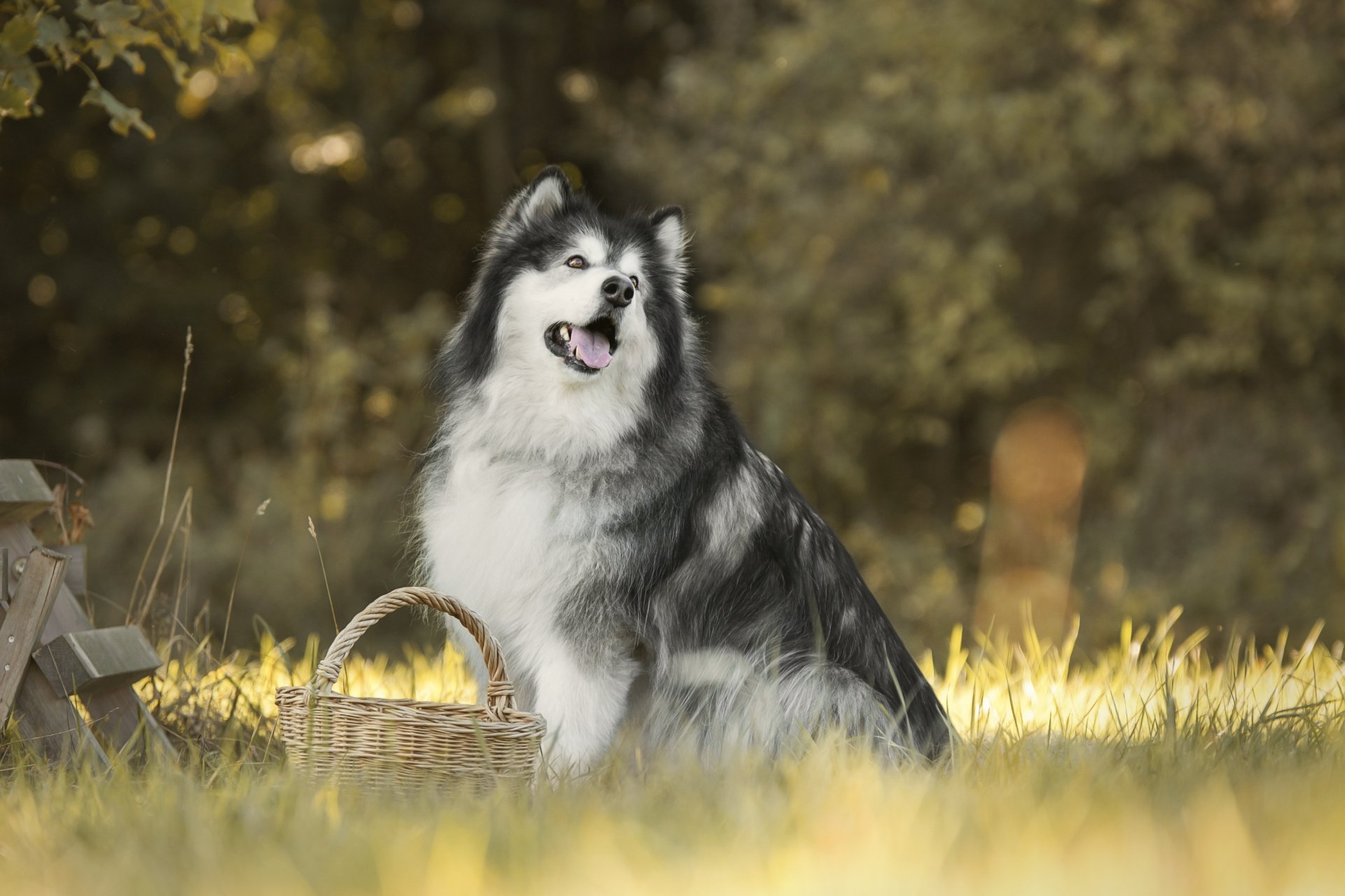 Alaskan Malamute dog sitting in a sunlit meadow beside a wicker basket — 5K Ultra HD PC desktop wallpaper and background.
