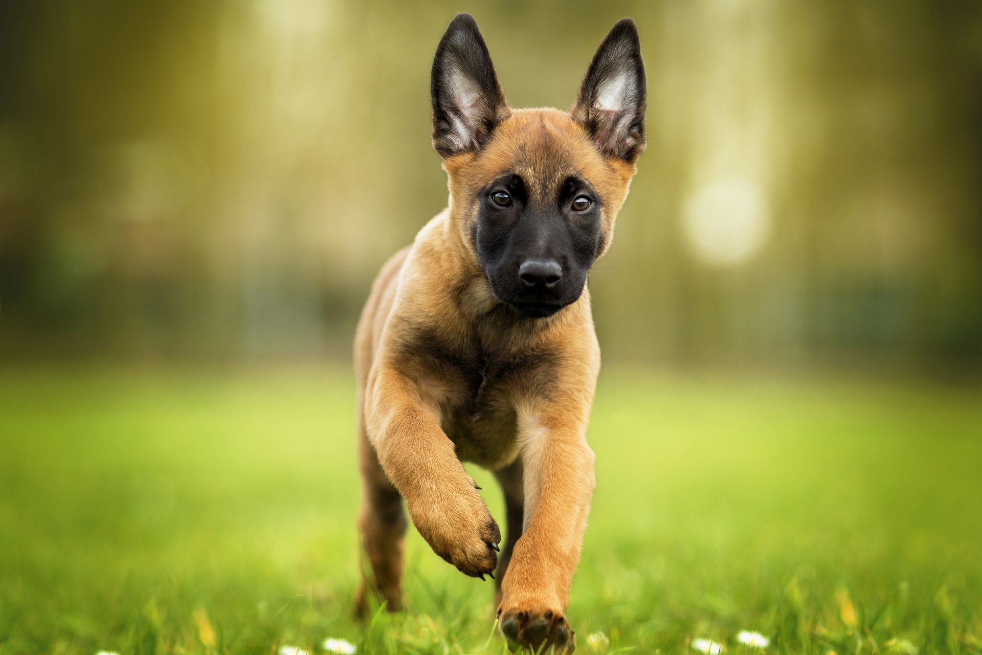 Belgian Malinois Puppy In Ultra HD Adorable Baby Dog Wallpaper 