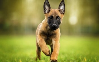 Berger Belge Malinois Fonds D Ecran Hd Arriere Plans