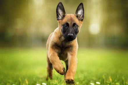 Close-up of a Belgian Malinois puppy running on grass, captured in 4K Ultra HD as a vibrant PC desktop wallpaper background.
