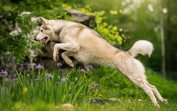 HD desktop wallpaper of a wolfdog jumping over purple flowers in a lush, green outdoor setting.