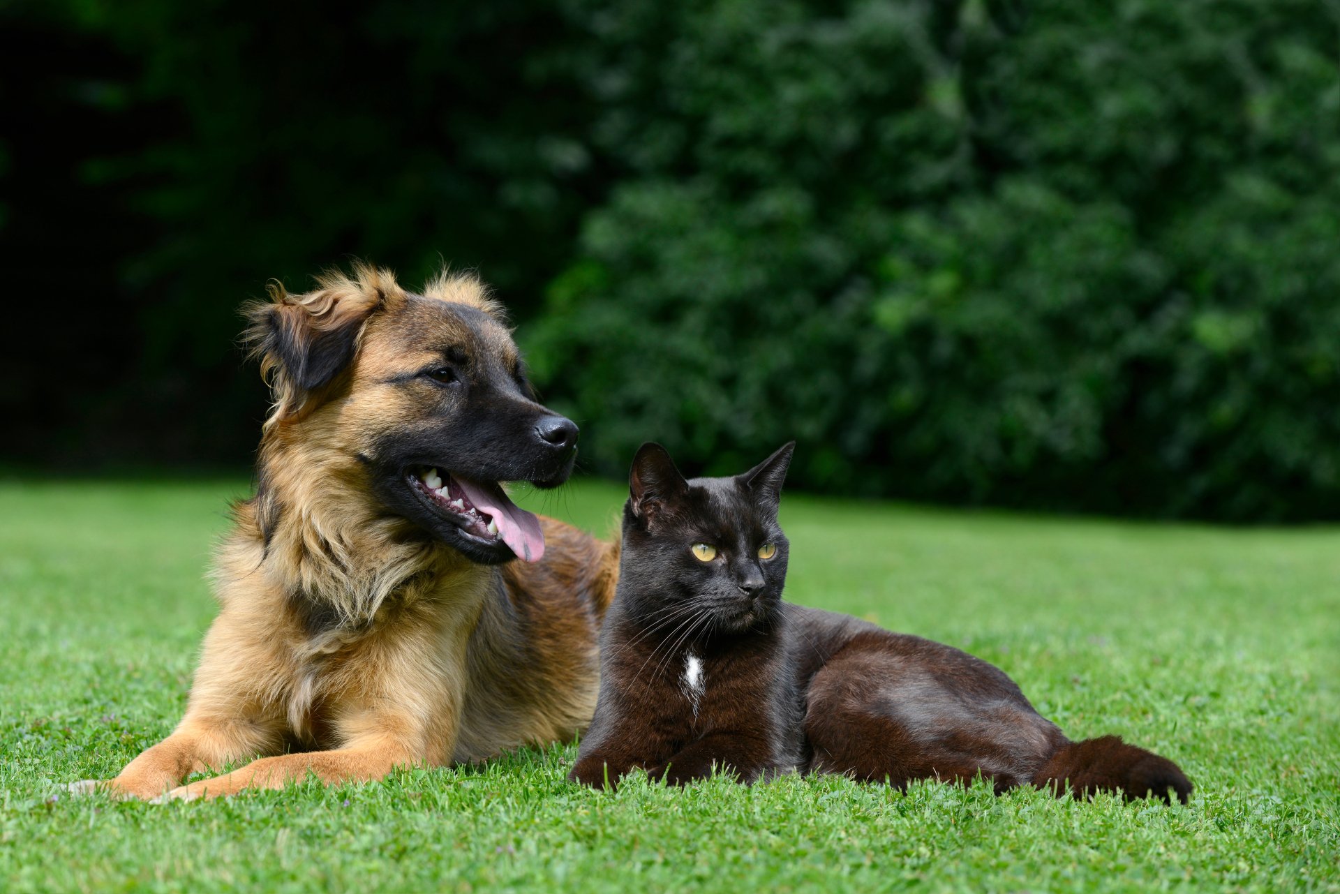 5K Ultra HD PC desktop wallpaper showing a brown dog and a black cat lounging side by side on a green lawn, an animal Cat & Dog background.