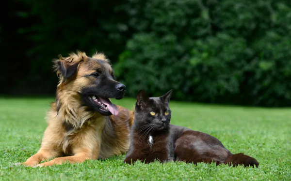 5K Ultra HD PC desktop wallpaper showing a brown dog and a black cat lounging side by side on a green lawn, an animal Cat & Dog background.