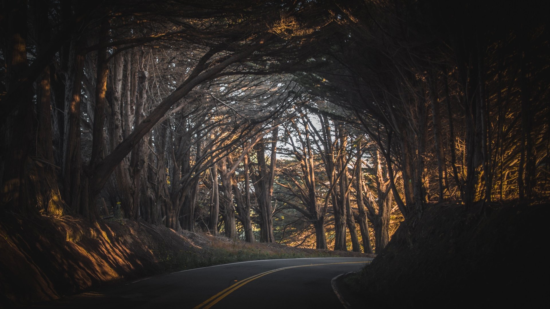 HD desktop wallpaper featuring a winding road surrounded by dense, arching trees in a peaceful forest, with dappled sunlight filtering through the branches.