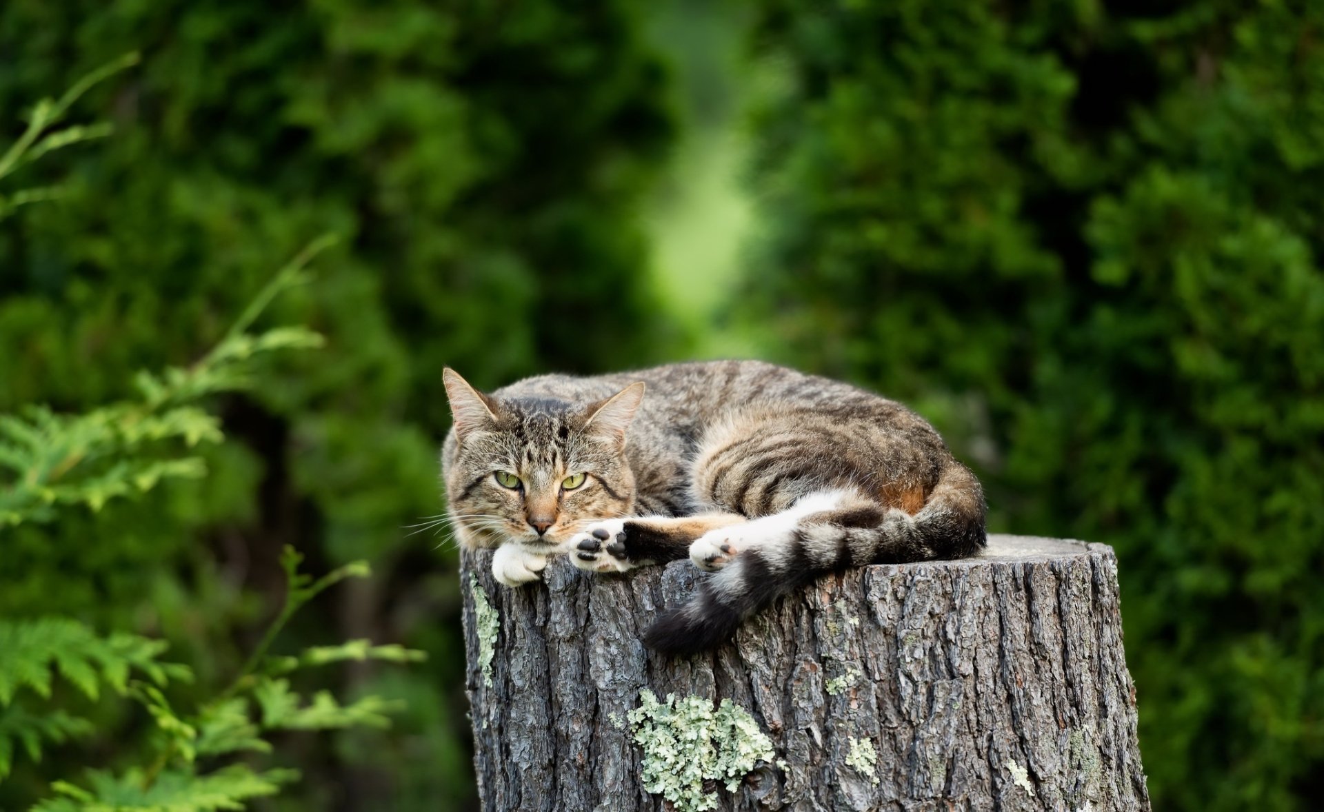 A cat with an intense stare lies on a tree stump surrounded by lush green foliage, captured in an HD PC desktop wallpaper and background.