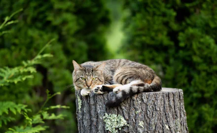 A cat with an intense stare lies on a tree stump surrounded by lush green foliage, captured in an HD PC desktop wallpaper and background.