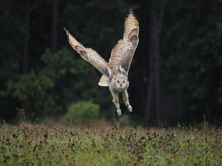 HD PC desktop wallpaper featuring a majestic owl in flight over a field with a dark forest background, showcasing the bird's detailed feathers and intense eyes.