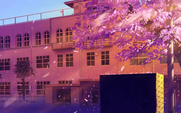 HD Anime school scene with cherry blossoms in full bloom, set against a soft pink sunset. The intricate details make it an engaging wallpaper and background.