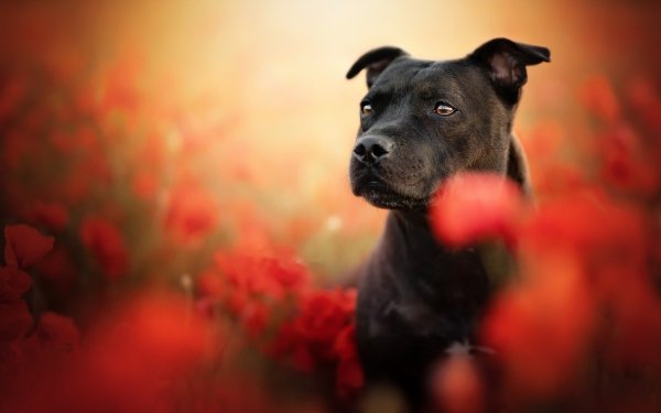 Animal Bull Terrier Dogs Dog Pet Staffordshire Bull Terrier Summer Poppy HD Wallpaper | Background Image