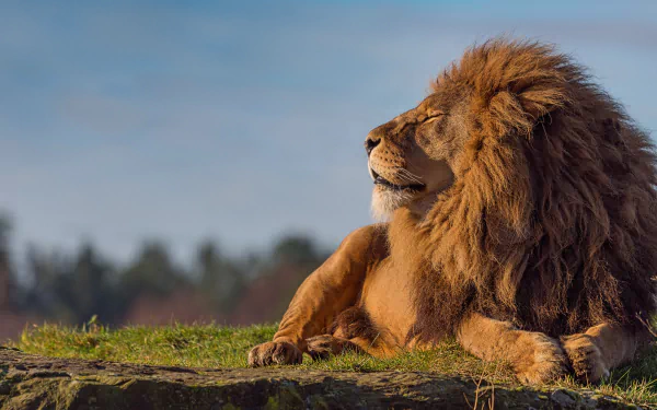 A majestic lion resting on grass under a clear sky, captured in stunning detail as a 4K Ultra HD PC desktop wallpaper and background.