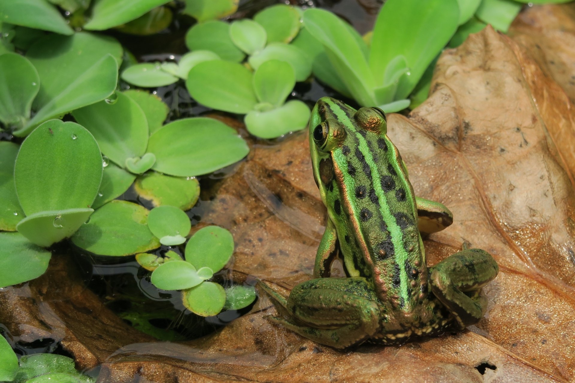 Download Amphibian Animal Frog 4k Ultra HD Wallpaper by Peter Chou