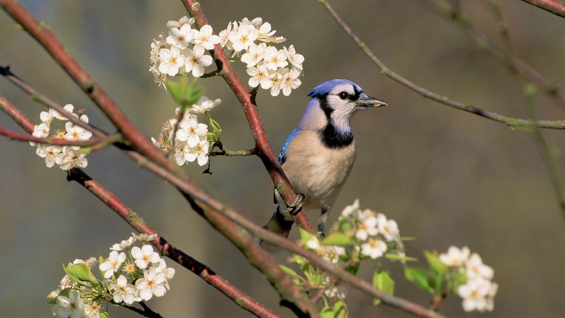 Download Flower Branch Animal Blue Jay HD Wallpaper
