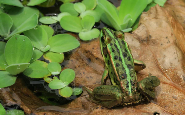  Green Frog with Black Spots by Peter Chou