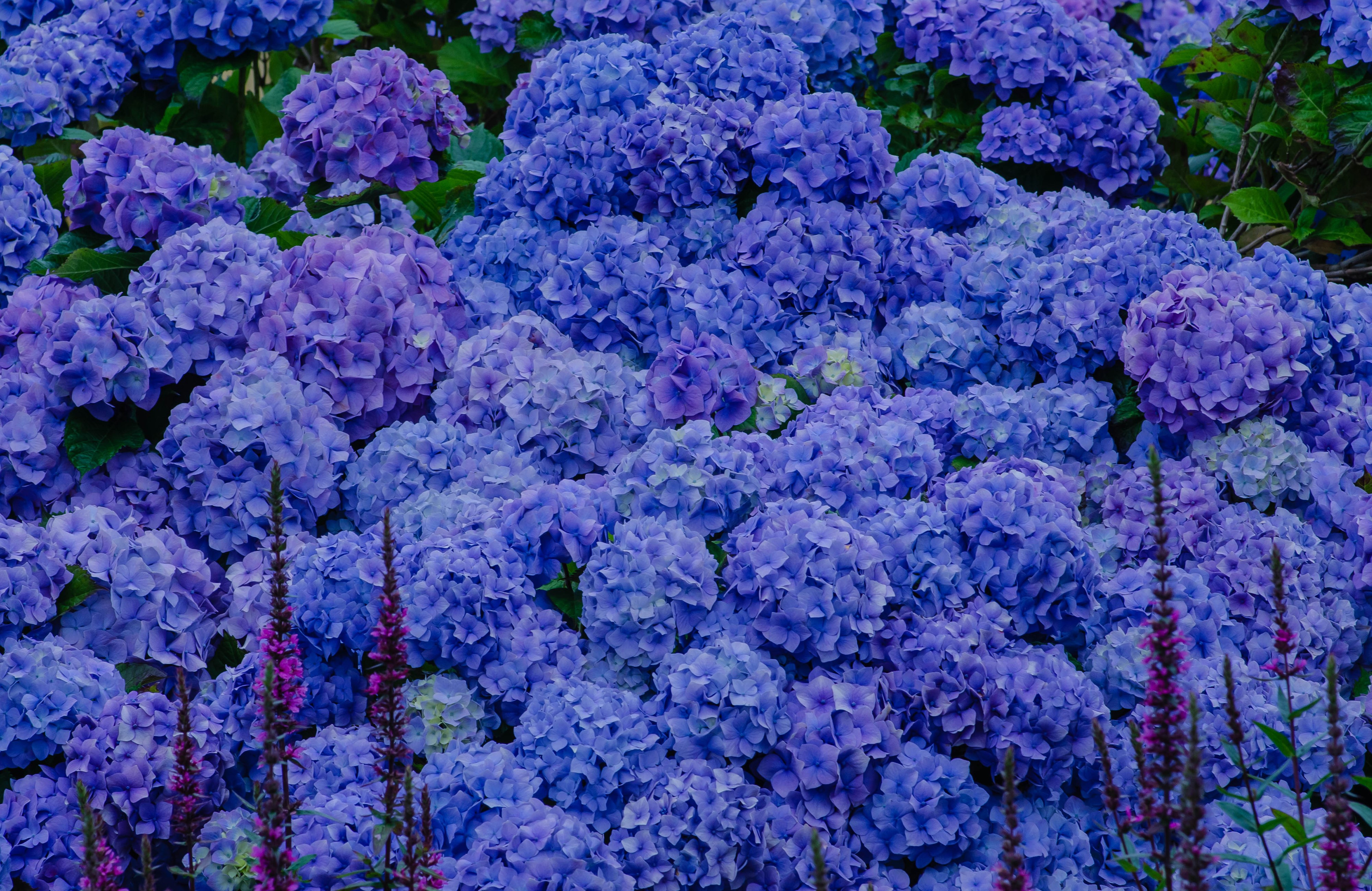 Hydrangeas 4k Ultra HD Wallpaper | Background Image | 4000x2600