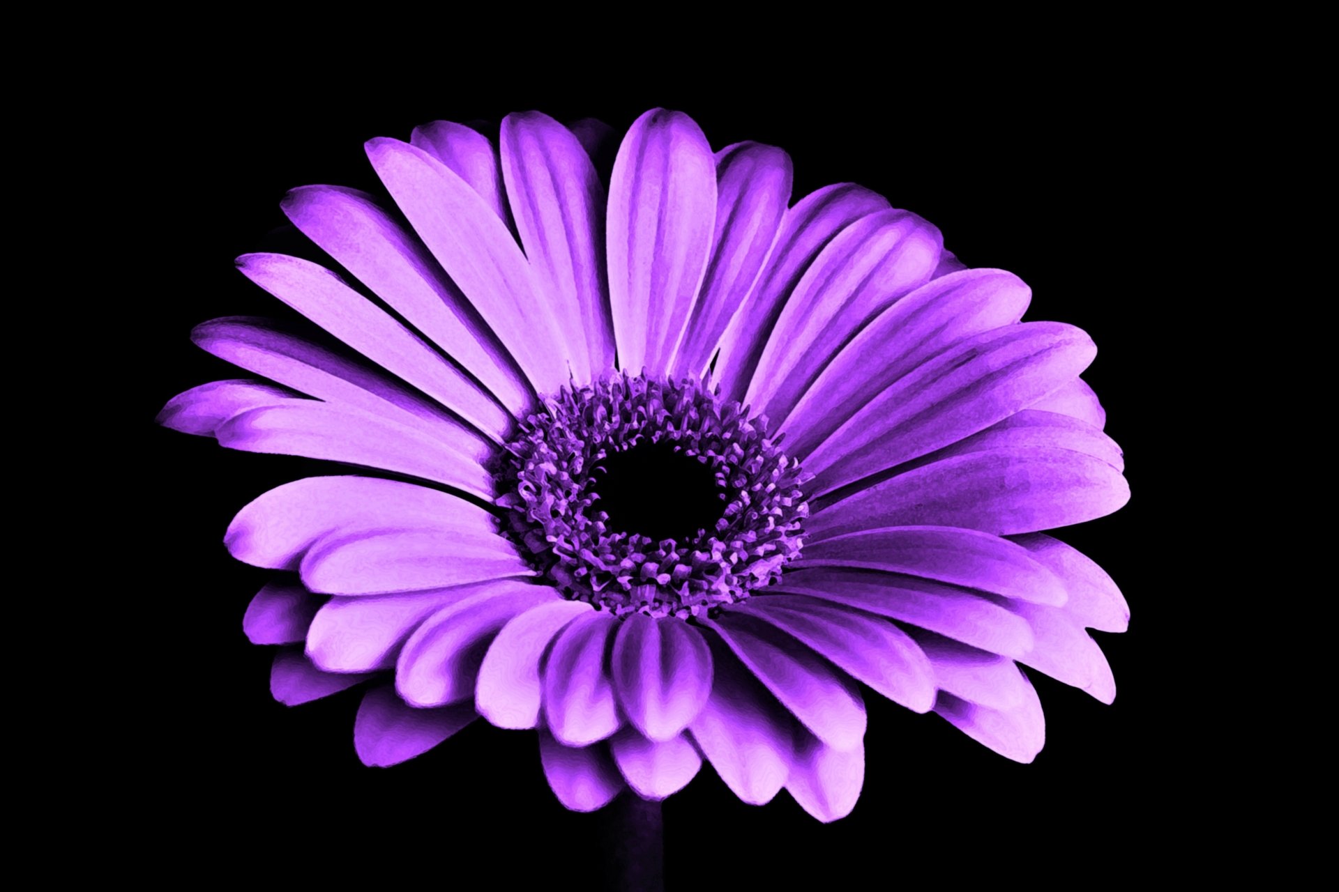 Purple Gerbera