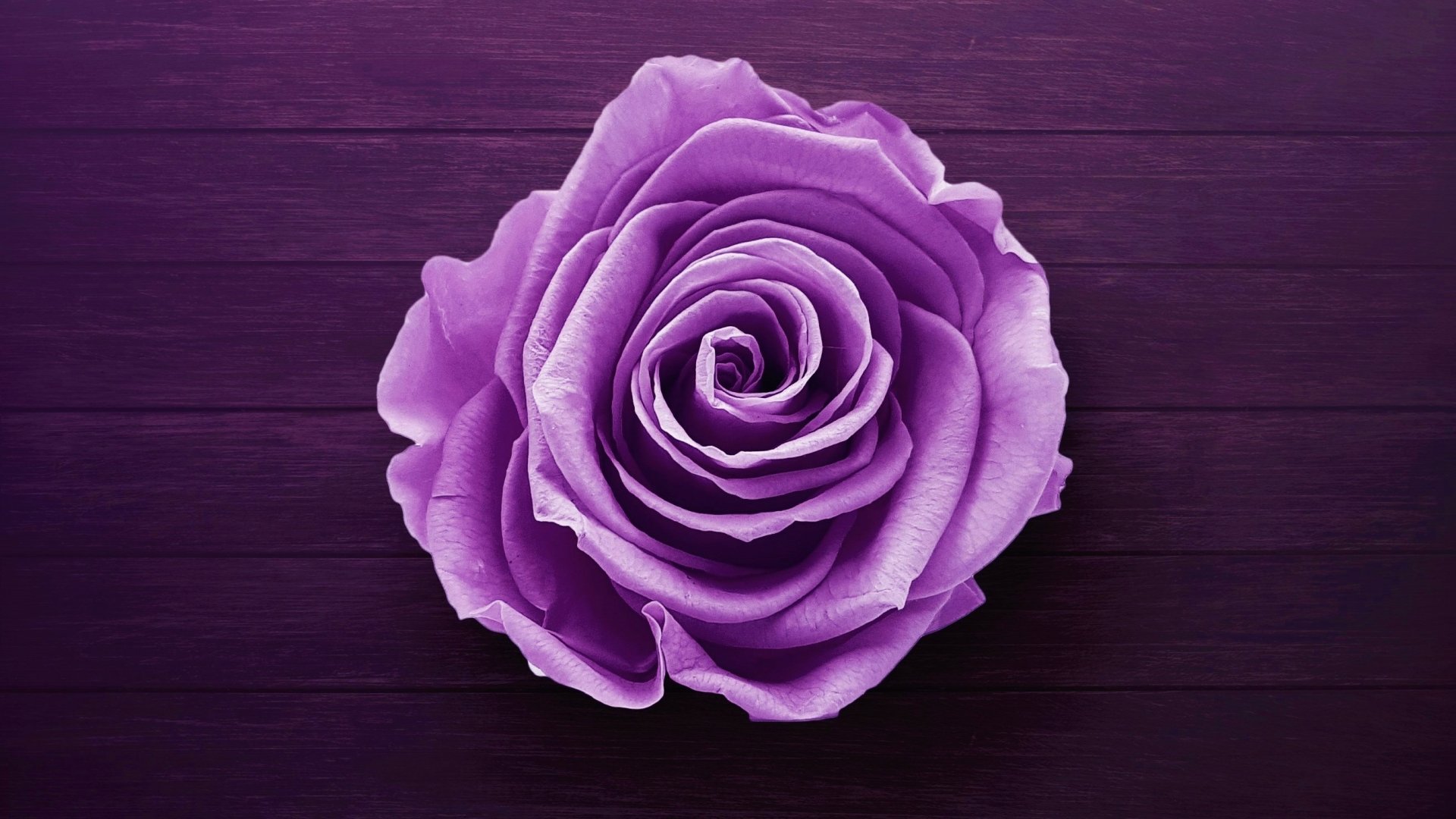 Purple Rose HD Wallpaper Background Image 2629x1479