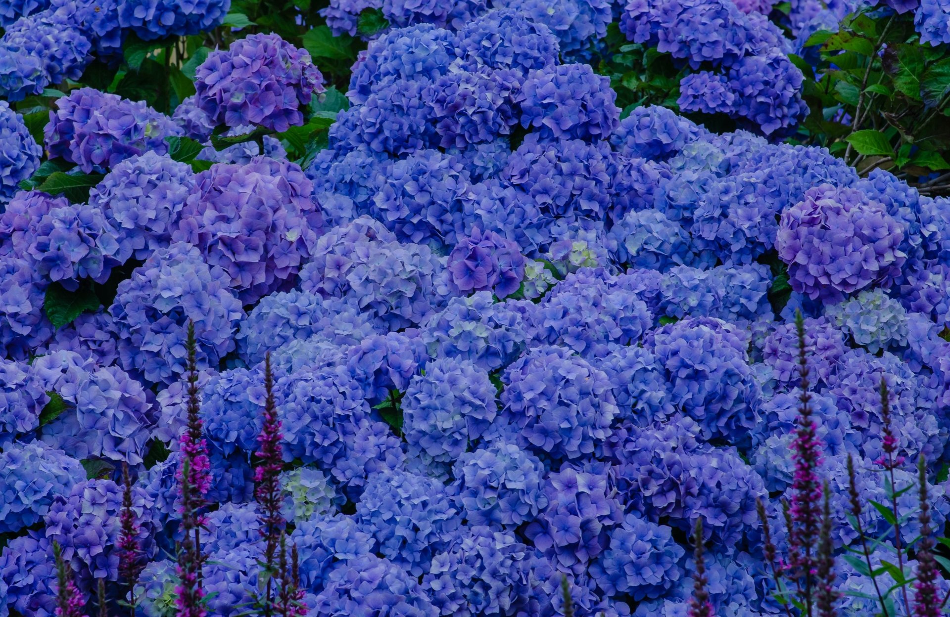 Download Flower Nature Purple Flower Hydrangea 4k Ultra Hd Wallpaper