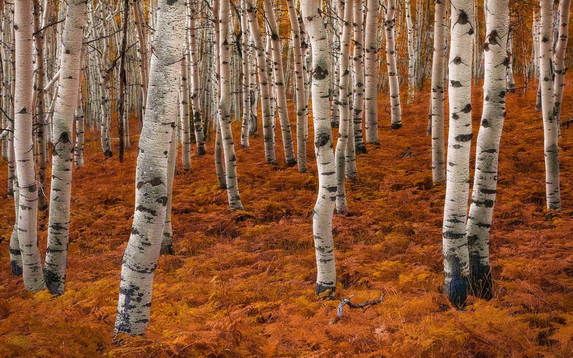 Download Fall Forest Nature Birch HD Wallpaper by Miles Morgan